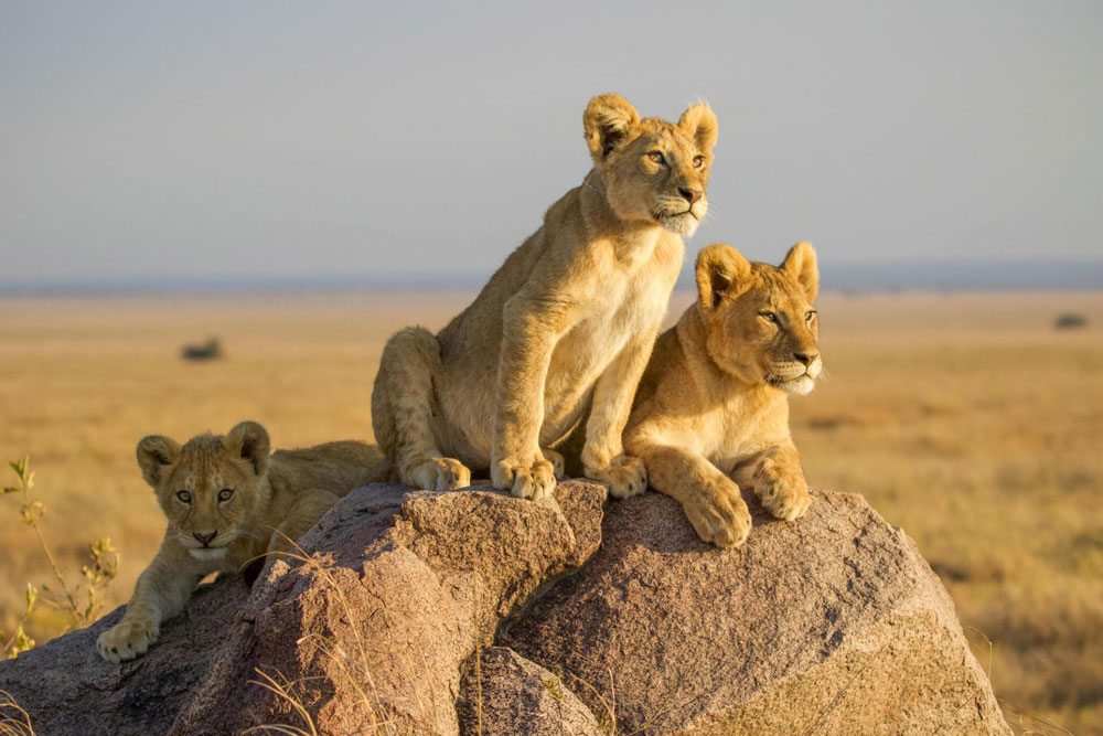 Serengeti Safari Stories: Wildlife Encounters and Epic Journeys