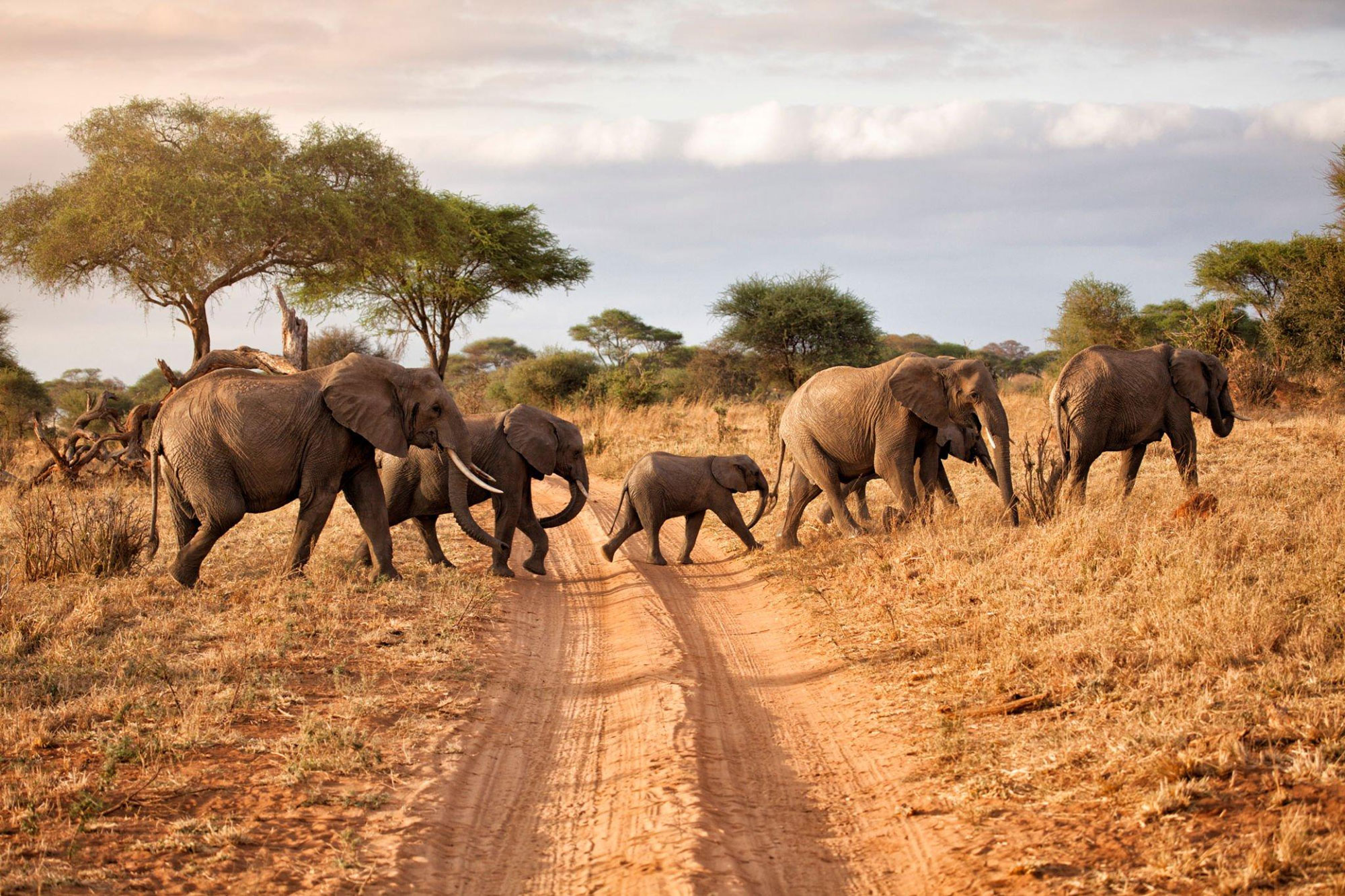 Top 5 Must-Visit National Parks in Tanzania for Adventure Seekers