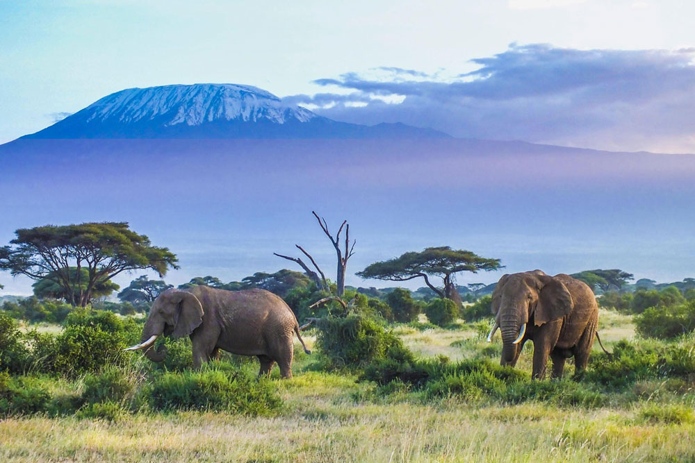 Kilimanjaro-National-Park-Tanzania-Safari-Destination-1