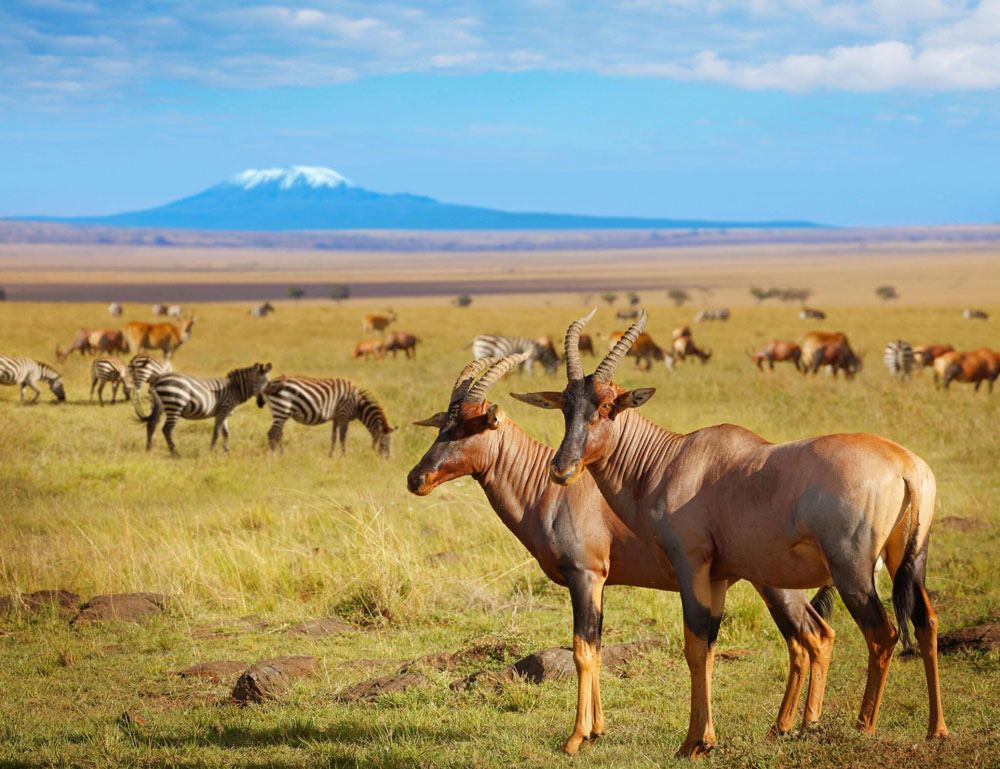 Kilimanjaro-National-Park-Tanzania-Safari-Destination-2