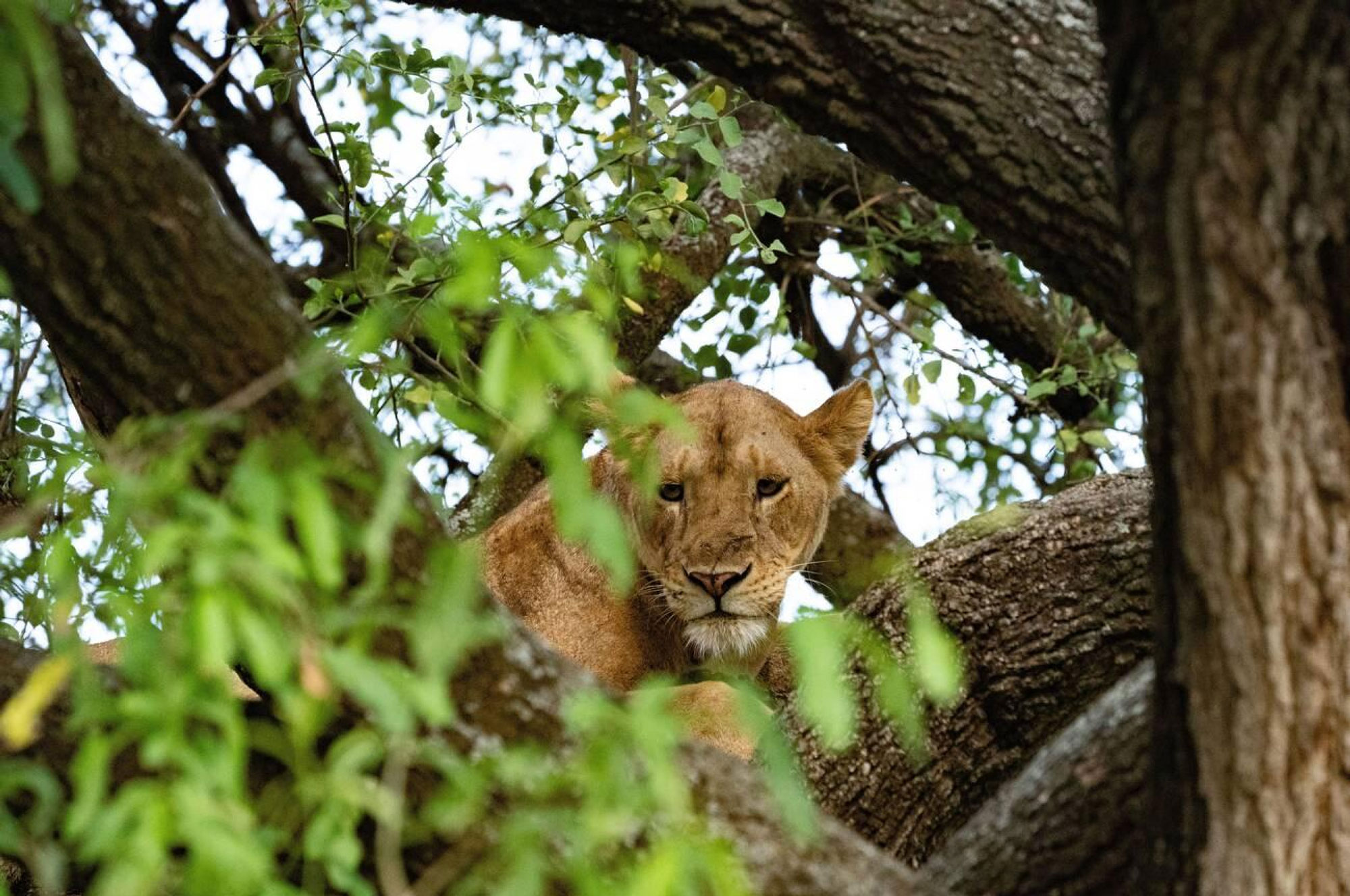 Lake-Manyara-2