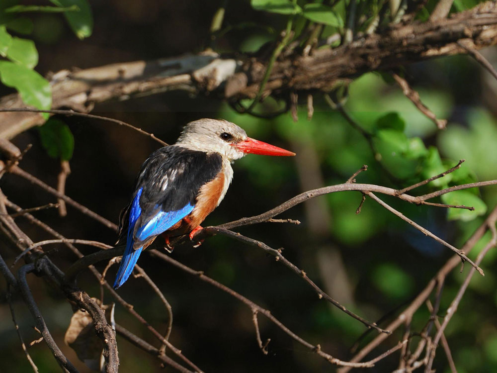 Lake-Manyara-Tanzania-Safari-Destination-4