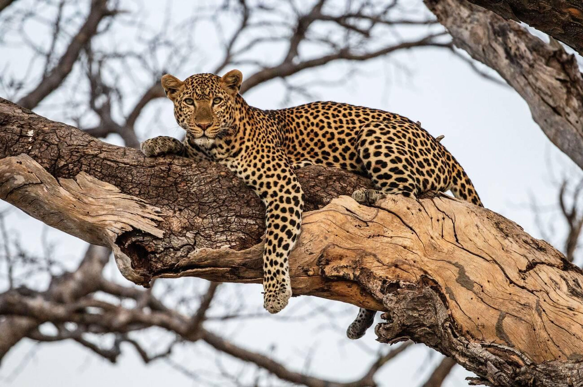 Ruaha-National-Park-1