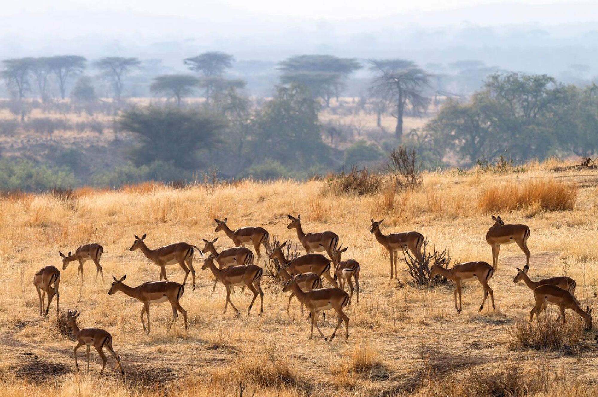 Ruaha-National-Park-2