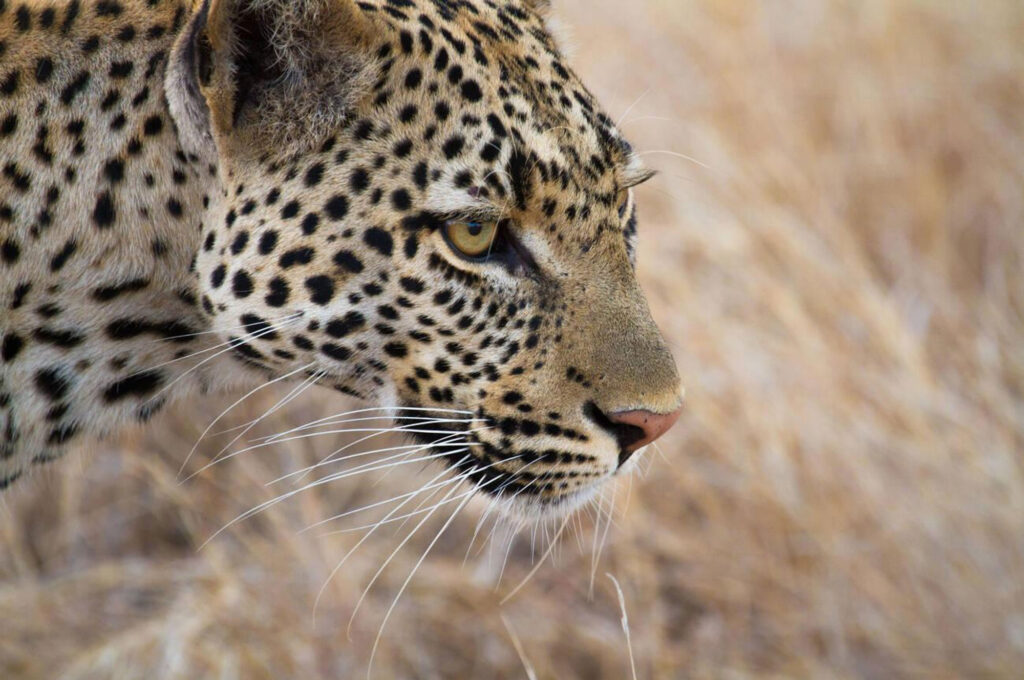 Ruaha-National-Park-3