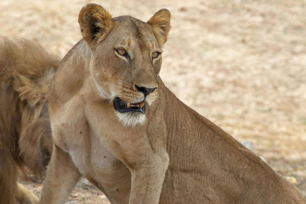 Ruaha-National-Park-4