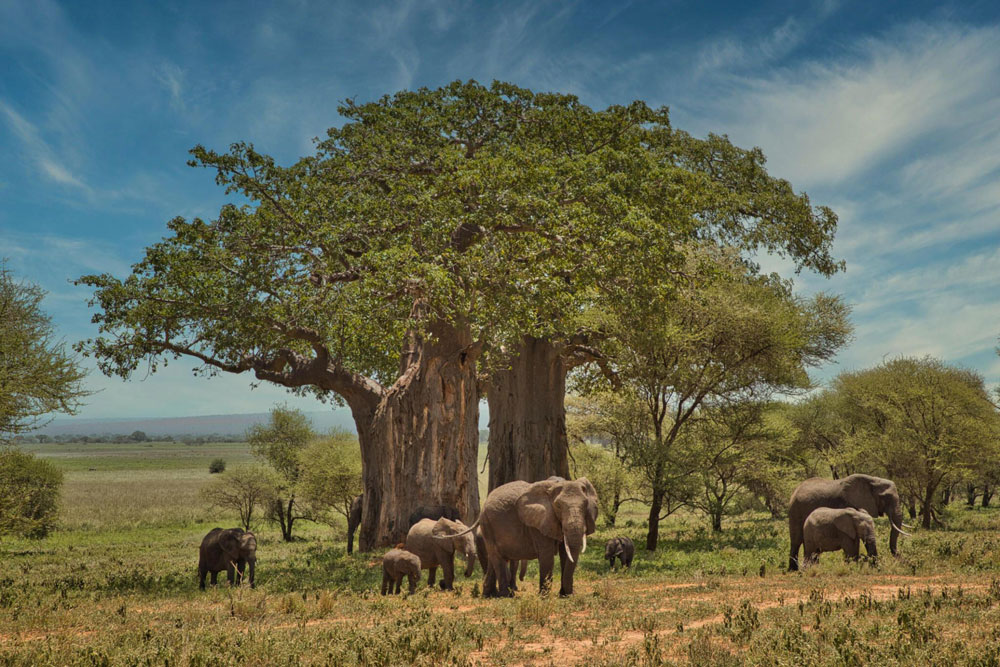 Tarangire-National-Park-Tanzania-safari-destination-3