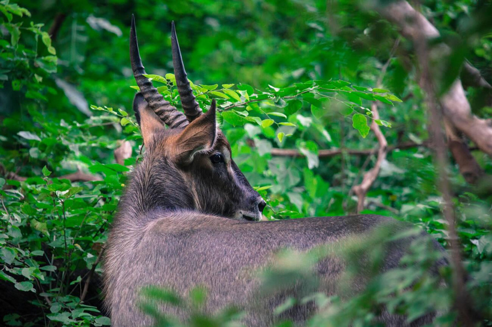 katavi-national-park-2