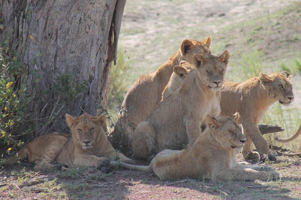 sout africa safari