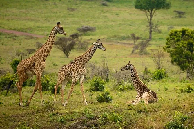 arusha park