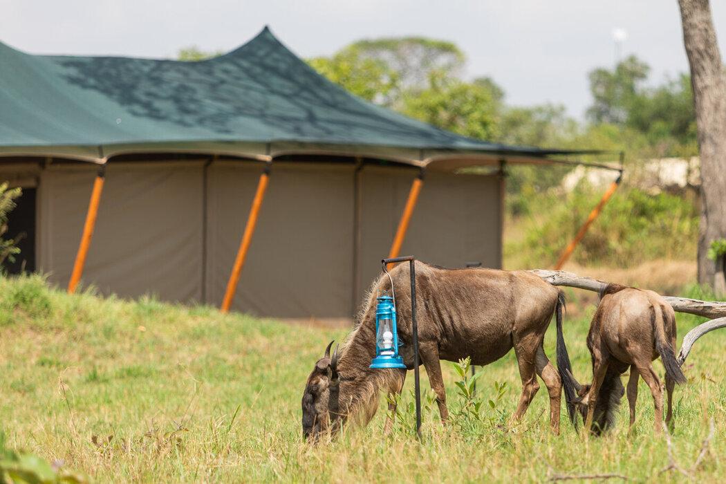 untamed camps